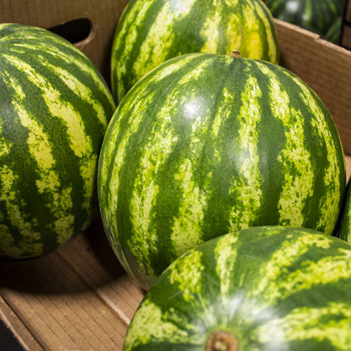 Picture of Fresh Melon Watermelon (5)