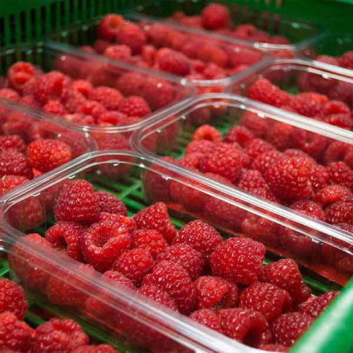 Picture of Pilgrim Fresh Produce Raspberries (16x125g)