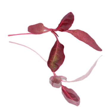 Picture of Nurtured in Norfolk Micro Red Amaranth Cress (25g)