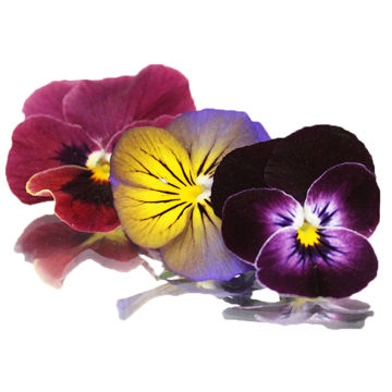 Picture of Nurtured in Norfolk Viola Mix - Edible Flowers (25x4g)