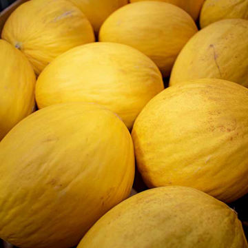 Picture of Pilgrim Fresh Produce Honeydew Melon (12)