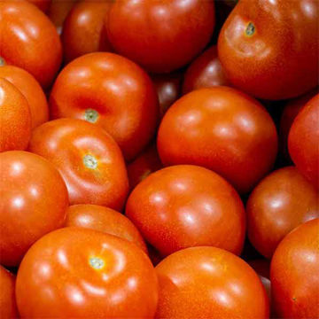 Picture of Pilgrim Fresh Produce Salad Tomatoes (6kg)