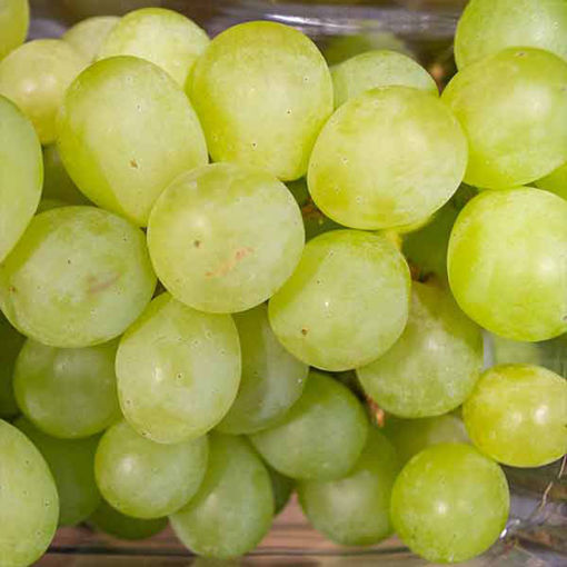 Picture of Pilgrim Fresh Produce Green Seedless Grapes (10x400g)