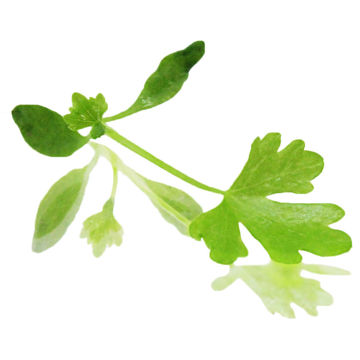 Picture of Nurtured in Norfolk Micro Leaf Celery (25g)