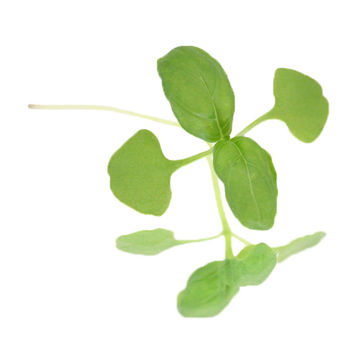 Picture of Nurtured in Norfolk Green Basil Micro-leaves (25g)