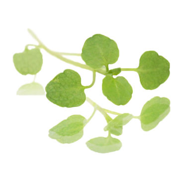 Picture of Nurtured in Norfolk Watercress Micro-leaves (100g)