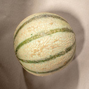 Picture of Pilgrim Fresh Produce Cataloupe Melon (5)