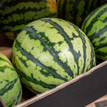 Picture of Pilgrim Fresh Produce Watermelon (5)