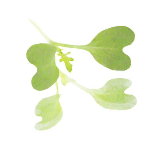Picture of Nurtured in Norfolk Mizuna Micro-leaves (30g)