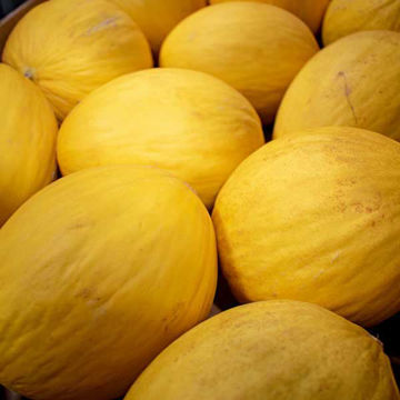 Picture of Pilgrim Fresh Produce Yellow Honeydew Melon (6)