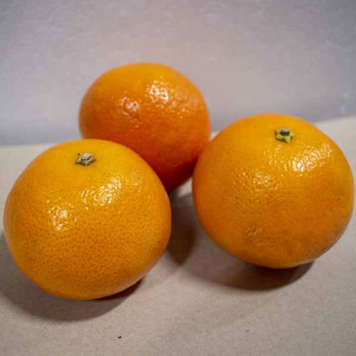 Picture of Pilgrim Fresh Produce Orange Easy Peeler Satsuma Clementine (75)