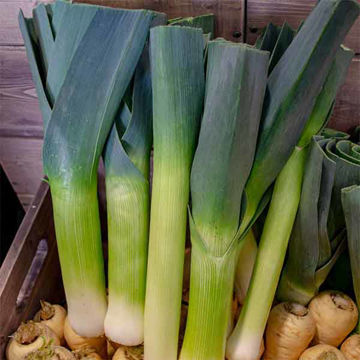 Picture of Pilgrim Fresh Produce Leeks (Avg 1kg )