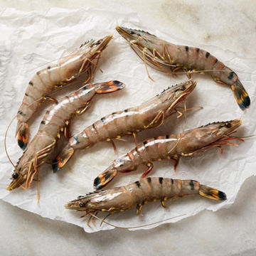 Picture of Sykes Seafood Whole Raw Black Tiger Hoso Shrimp (10x1kg)