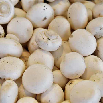 Picture of Pilgrim Fresh Produce Cup Mushrooms (2.5kg)