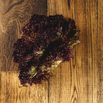 Picture of Pilgrim Fresh Produce Lollo Rosso (9)