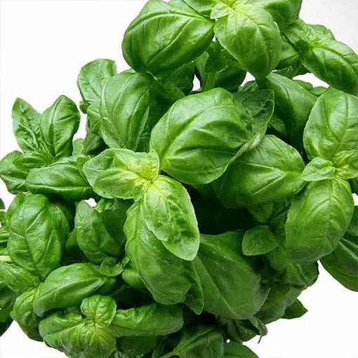 Picture of Nurtured in Norfolk Basil (100g)