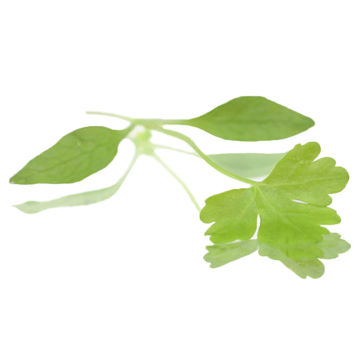 Picture of Nurtured in Norfolk Parsley Micro-leaves (25g)