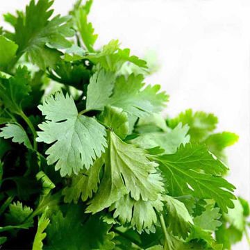 Picture of Nurtured in Norfolk Coriander (100g)