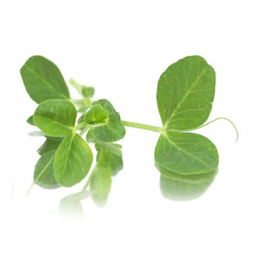 Picture of Nurtured in Norfolk Cut Pea Shoot Salad (100g)