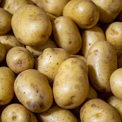 Picture of Tulipland Salad Potatoes, Mids (10kg)