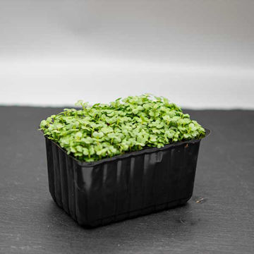 Picture of Pilgrim Fresh Produce Mustard Cress (16)