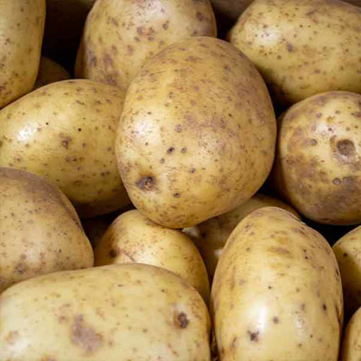 Picture of Tulipland Baking Potatoes, 60s (15kg)