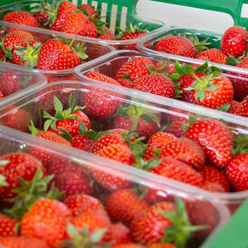 Picture of Pilgrim Fresh Produce Strawberries (10x250g)