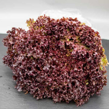 Picture of Pilgrim Fresh Produce Lollo Rosso Lettuce (10)