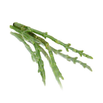 Picture of Nurtured in Norfolk Fresh Samphire/Salicornia (100g)